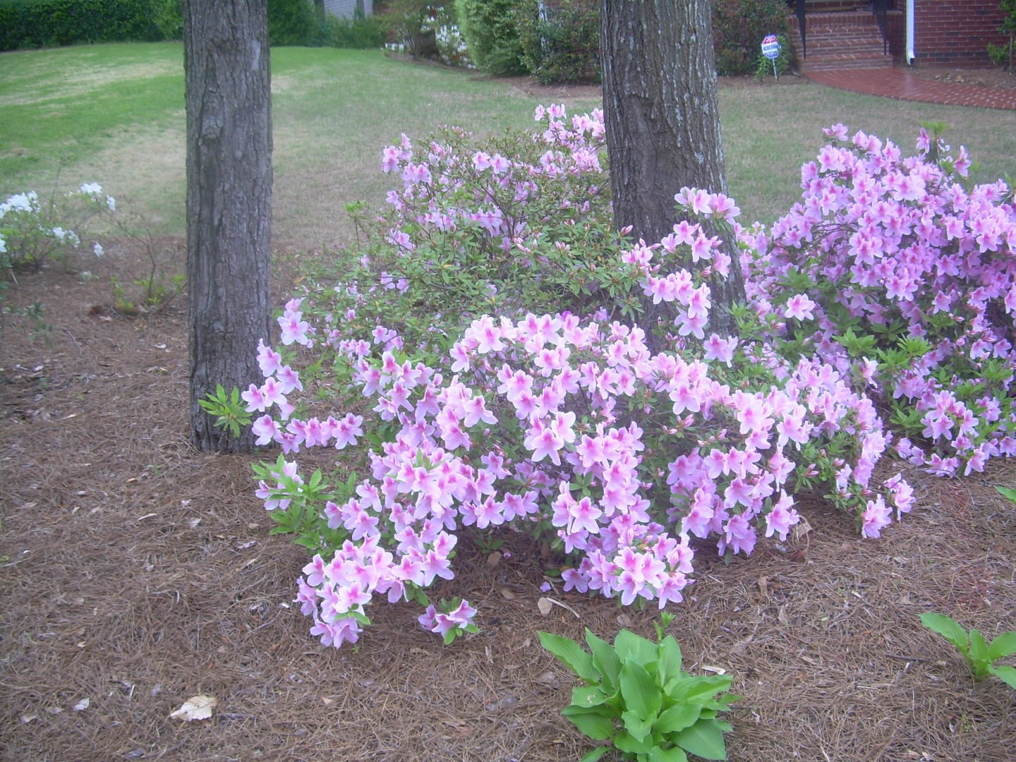 Mature pink azaleas flowering beneath tall trees